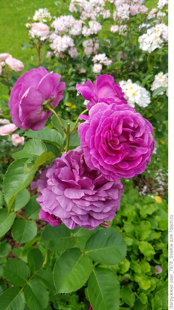 Ароматом Минервы