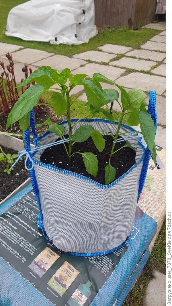 Вот у нас перец парами в 16 литровом мешке