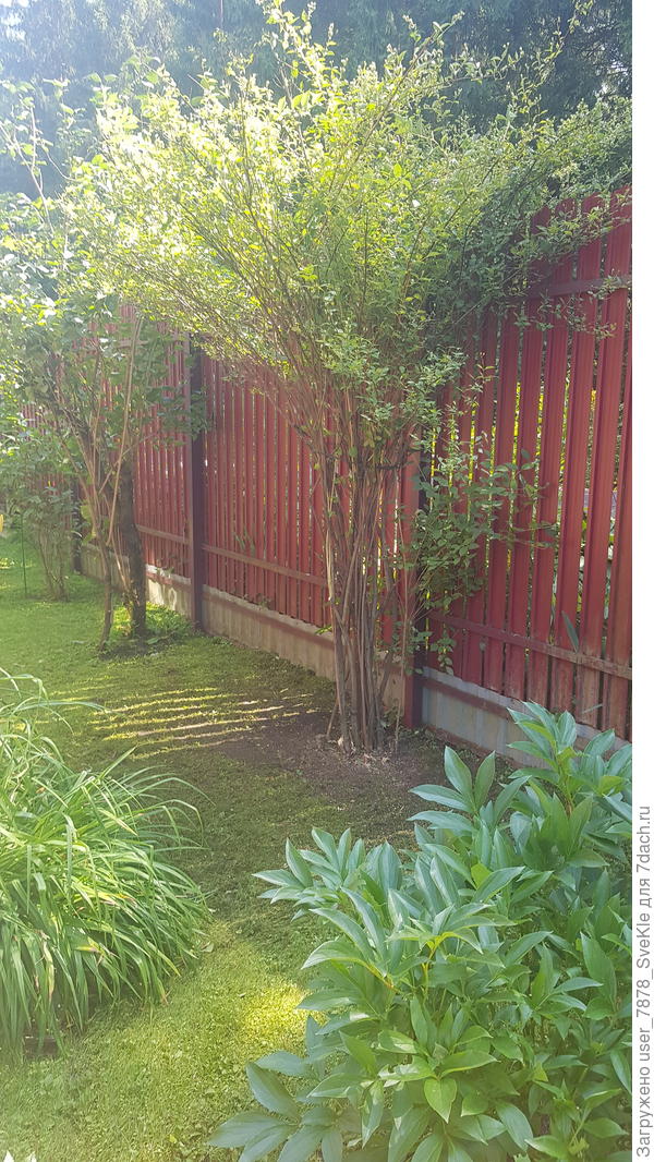 Один чубушник и несколько сиреней вдоль забора