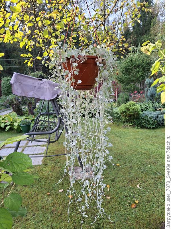 Осень 2025. Кашпо это у нас небольшое. В нем несколько растений вот так всё лето и росли.