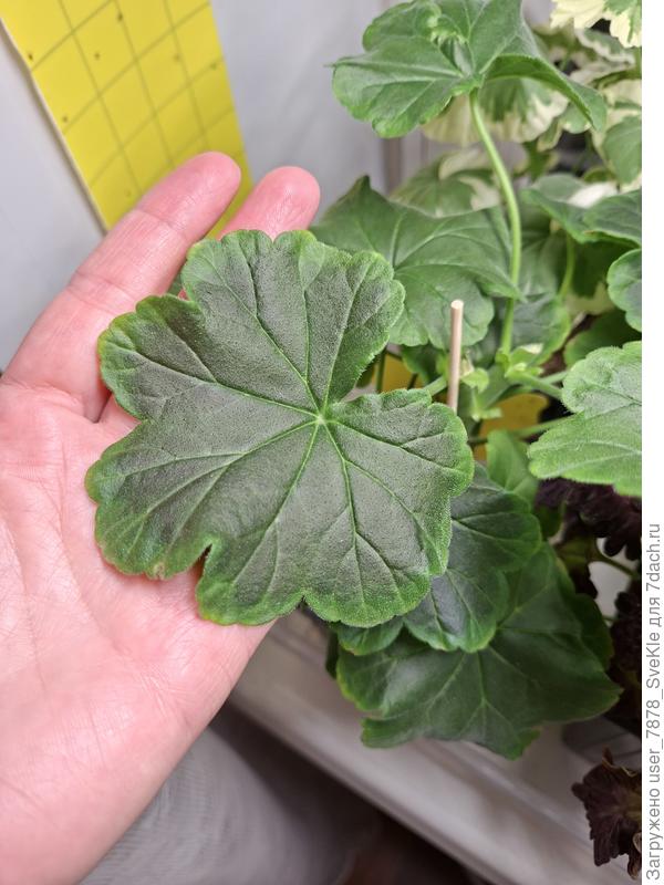 Вот сейчас. Правда, пару цветоносов уже выпускал, но я их отломила пока)