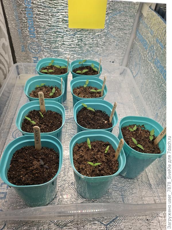 Общая картина