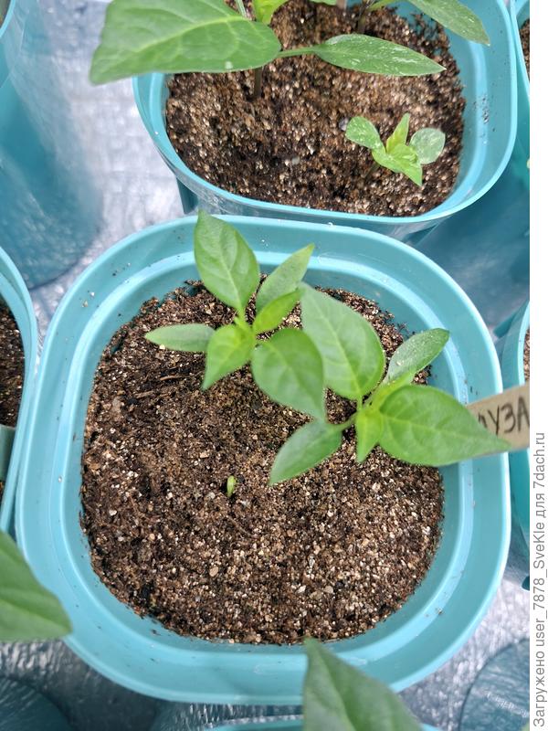 Третья Медуза