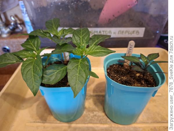 Для сравнения Семицветик и Ч.жемчуг.