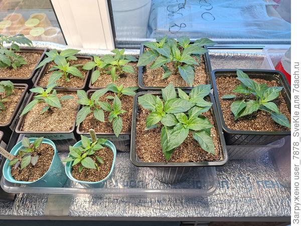 Вот такая картина на 23 марта.