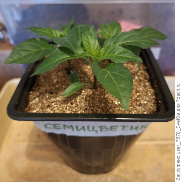 Сильнейшему 2 литра!