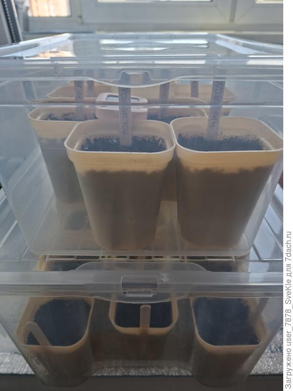 21 стаканчик