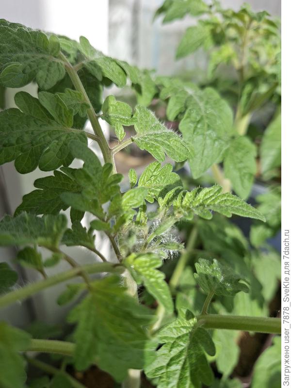 На Синичках разглядела бутончики 😁и