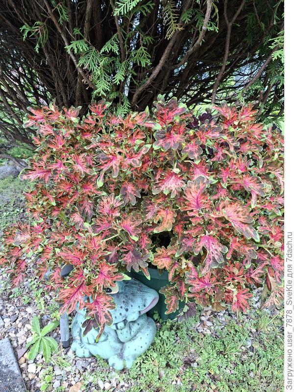 24 августа 2025. Поняла, что мне лень будет опять из семян этих вошек выращивать. Начеренковала.