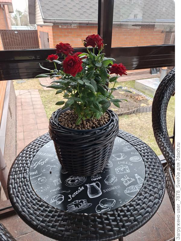 С букетами выходного дня здесь туго: ничего не растет, поэтому и цвести нечему. Но выход был найден. Как-то так 🤗