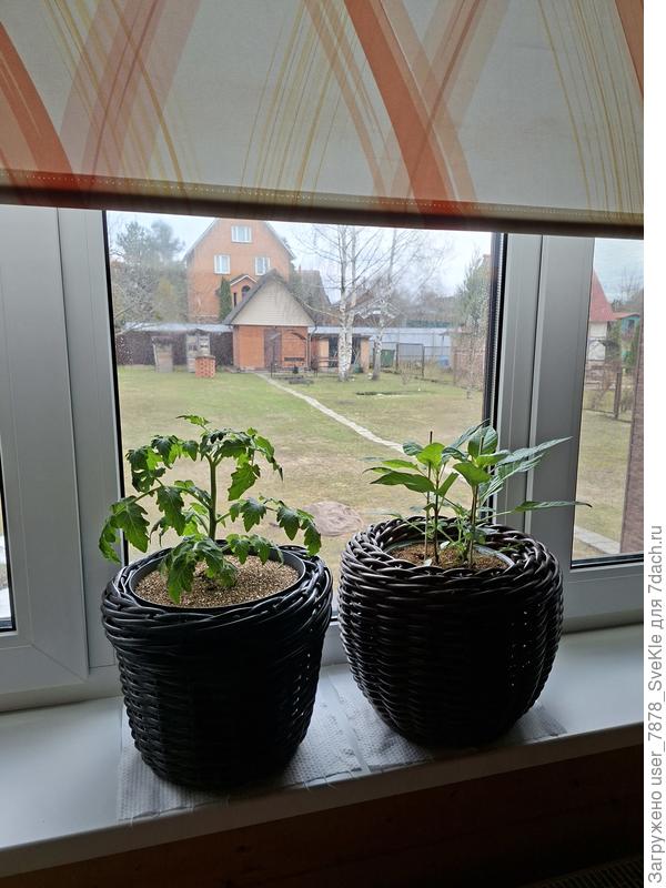 На застекленном крыльце пока +9, ночью +4+5. Пионеров пока поставила на окно в коридоре. Пускай в окно смотрят и знакомятся с новой обстановкой)