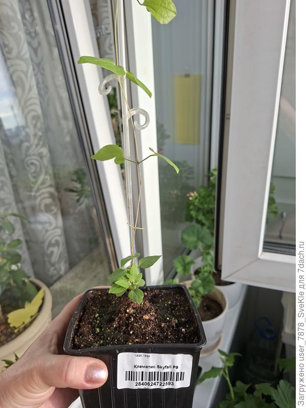 Заказывала клематис, и пришел клематис 😁