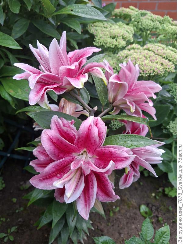 Roselily (Розелили)