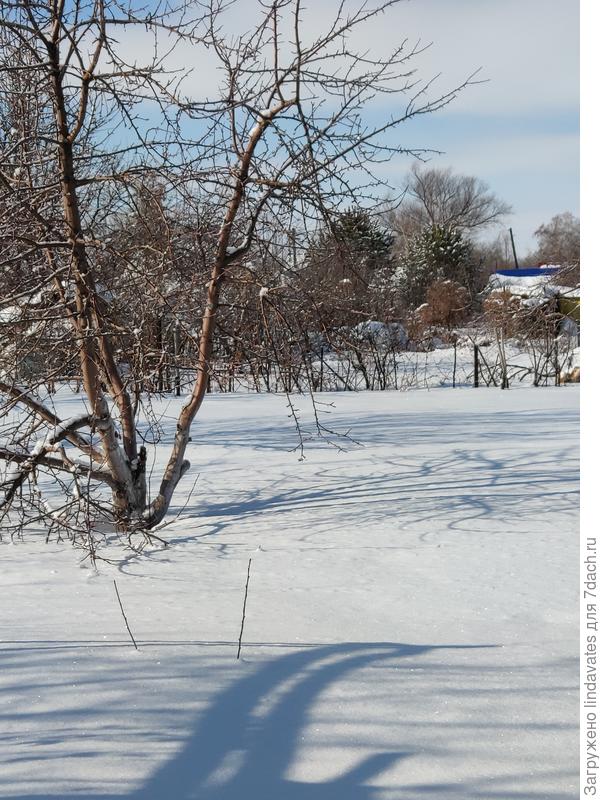 То же дерево