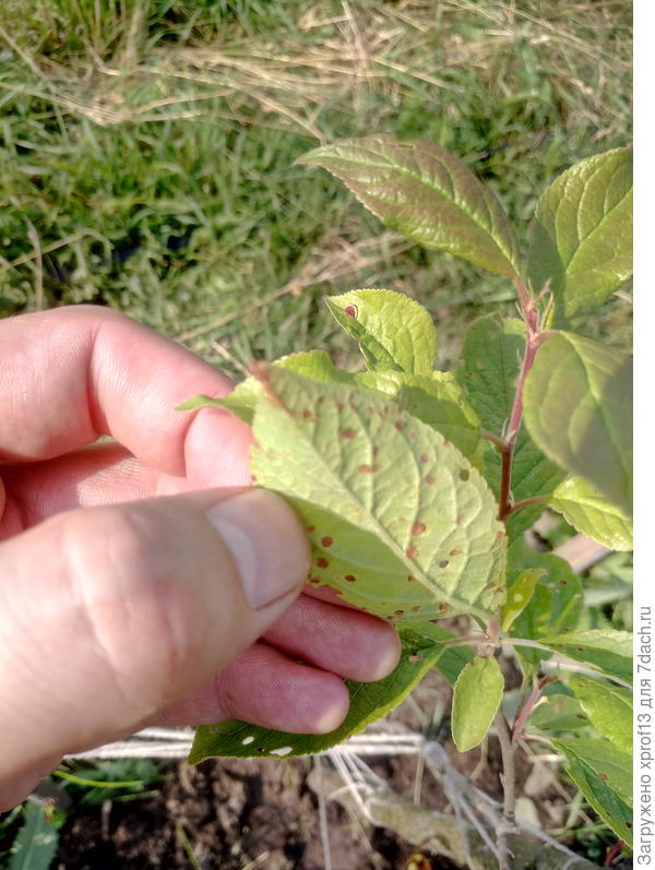 Слива (продолжение)