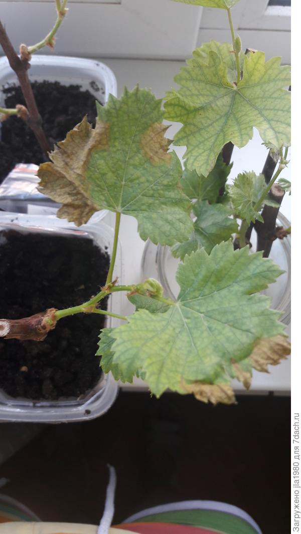 Как вырастить виноград из косточки и ухаживать за ним