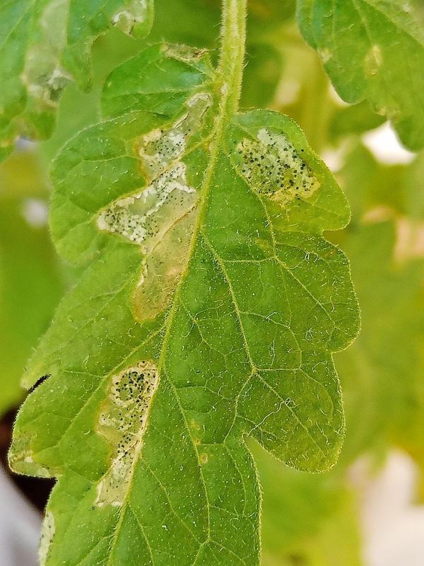 Доброго времени суток, дачники, помогите, пожалуйста, разобраться с причиной и методами лечения помидор и перцев
