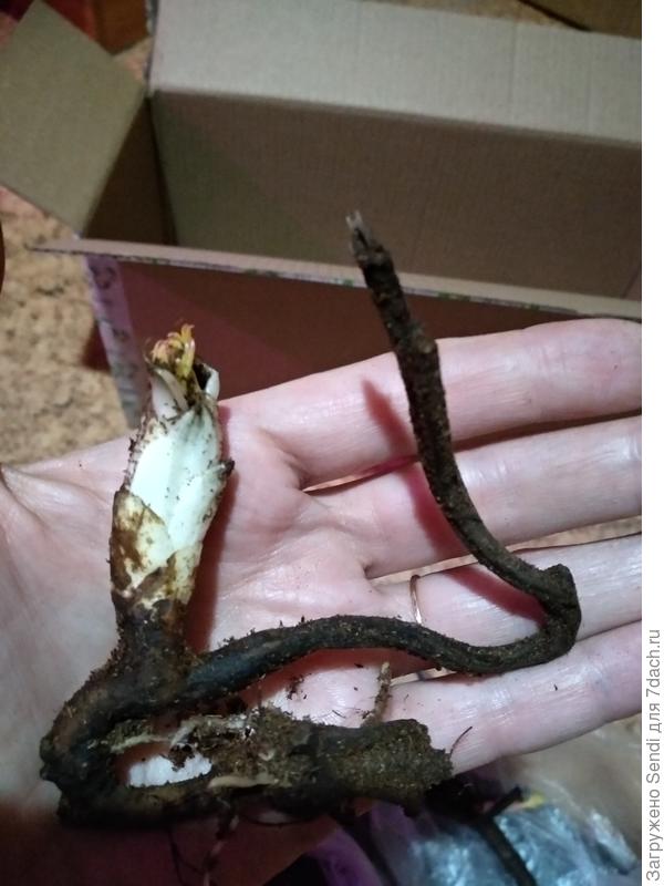 Это третий из них