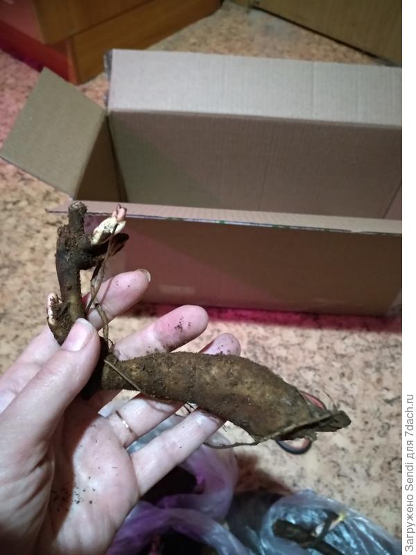 Это второй из них