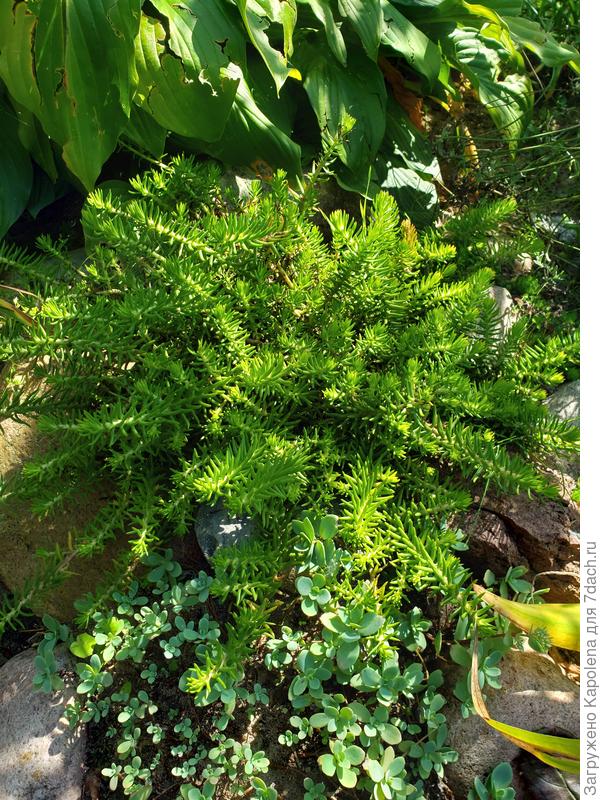 Растёт среди камней