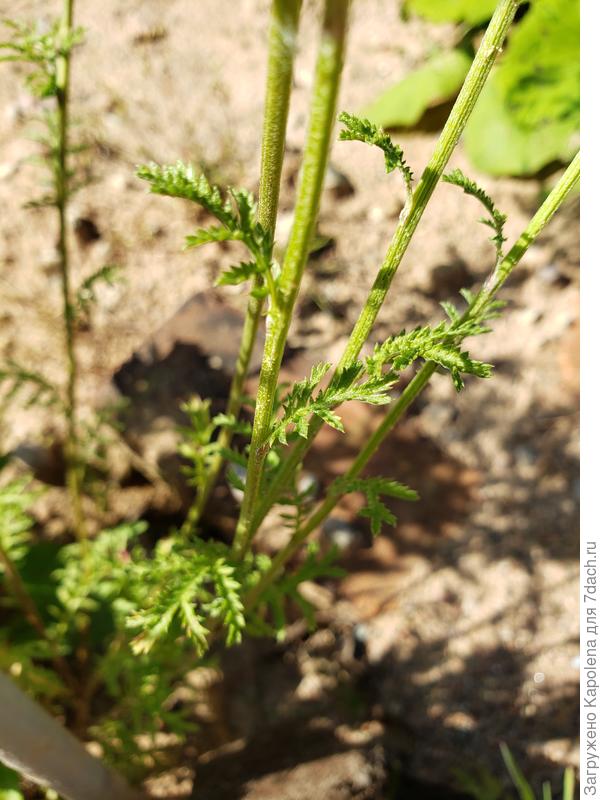 Листочки крупным планом