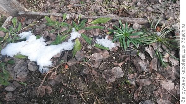 24 февраля во время оттепели (два кустика справа)