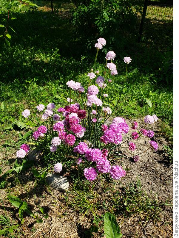 8 июня активно цветёт. Высажена густо