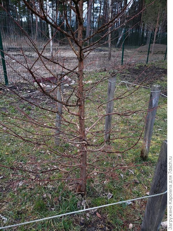 Фото 21.03.20 Надеюсь видно, что ветки низко. Садили не заглубляя