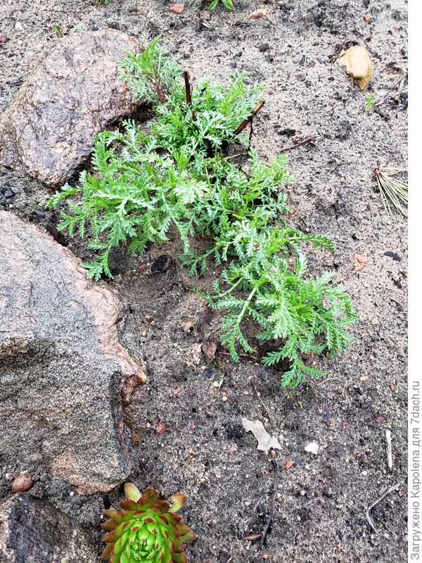 Вот так уже зелень нарастил после зимы