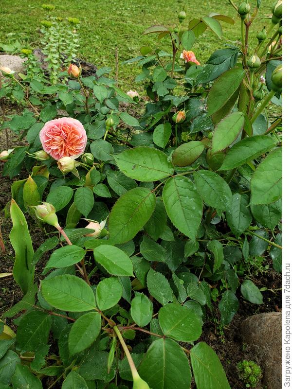 Покупался как Чиппендейл