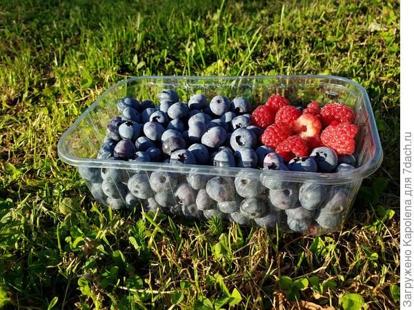 Собираем урожай. Зреет не равномерно