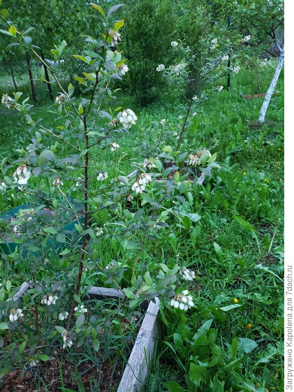 Цветёт моя красотка