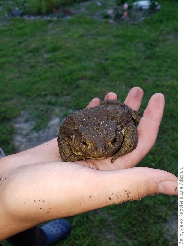 Почти дракон