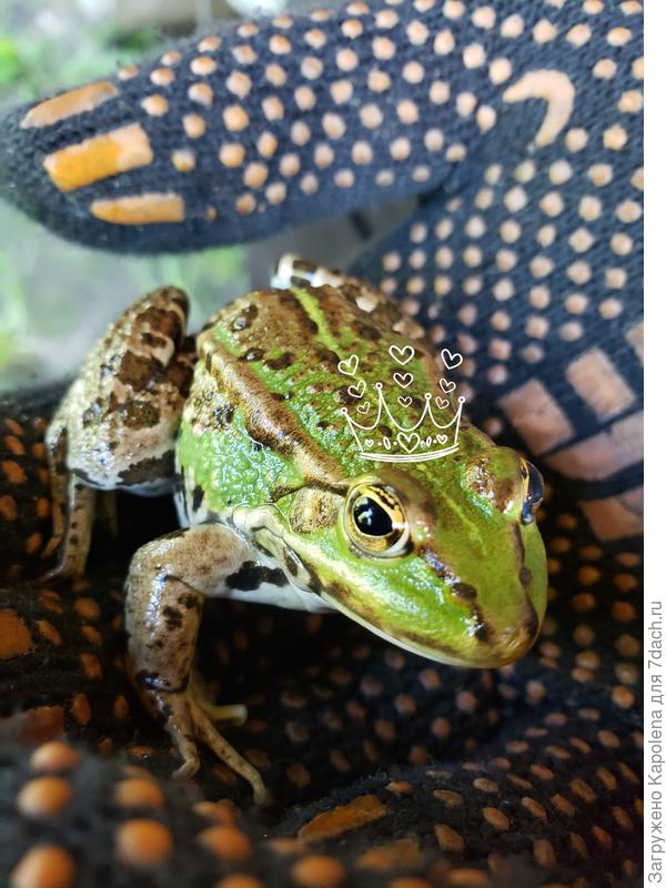 Лягушка-царевна )))