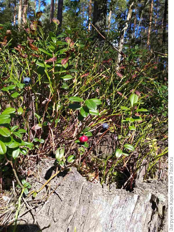 В лесу и брусничка и черничка