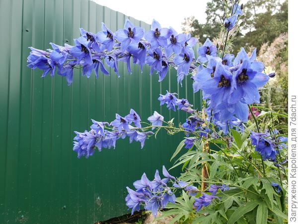 Повторно зацвёл дельфиниум