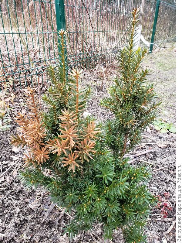 Жив, но не здоров