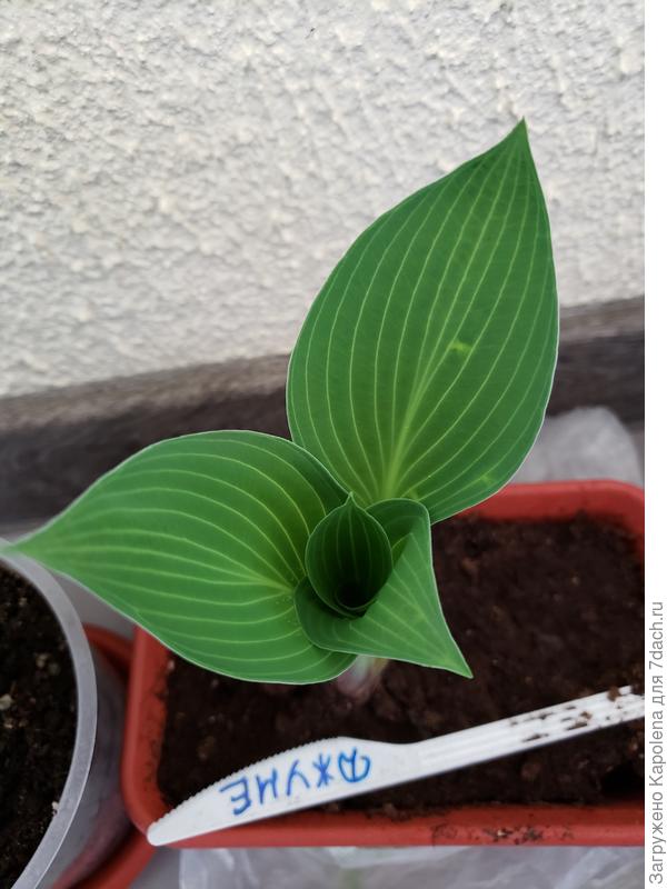А так выглядит растение, которое было внутри упаковки (( надеюсь, это она от перепуга позеленела ))