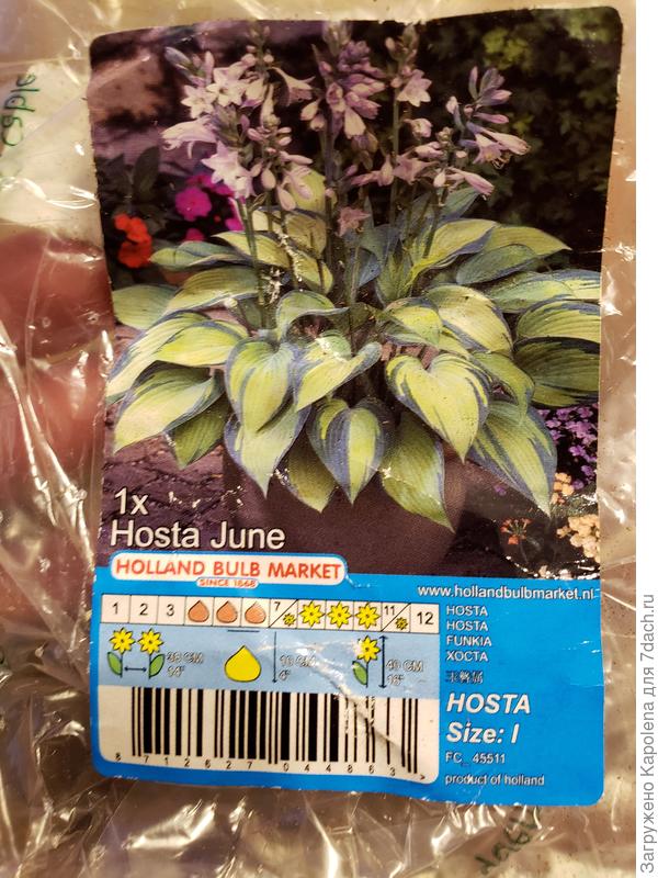 Такую обещал продавец