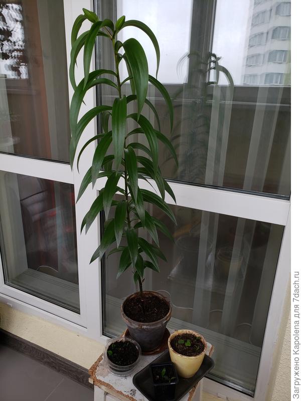 Хоть бы не упала