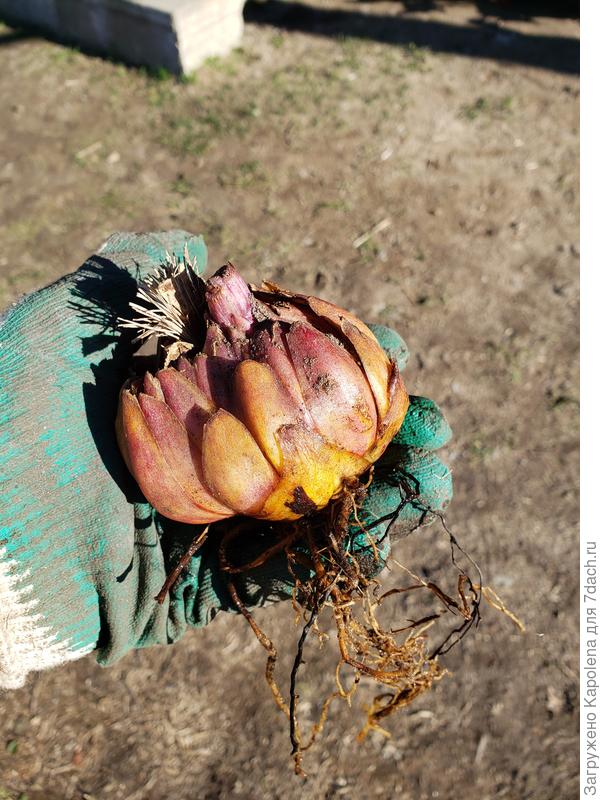 Вот такие в прошлые выходные посадила. Они наверно в этом сезоне цвести не будут?