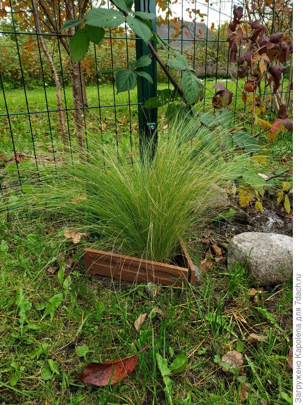 Пушистый хвост