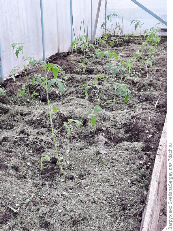 Это помидоры при высадке в теплицу.