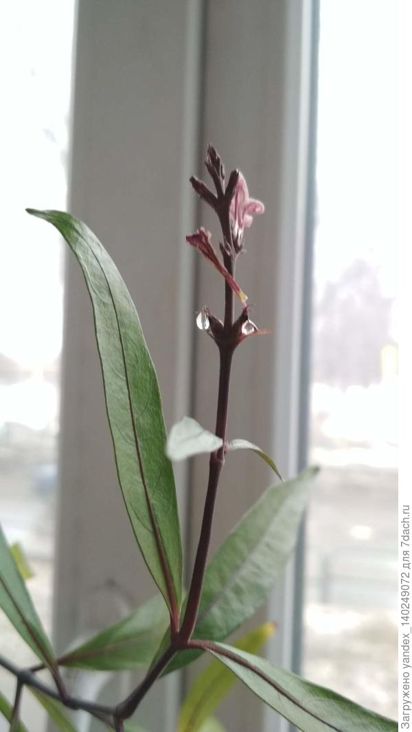 Вот так цветет. Капельки смолянистые, сладкие на вкус.