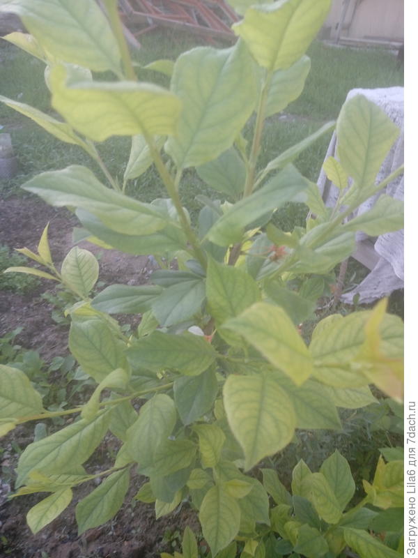 Чубушник? Цвел по несколько белый цветочков в розетке.