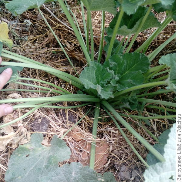 И вот изнутри вид.