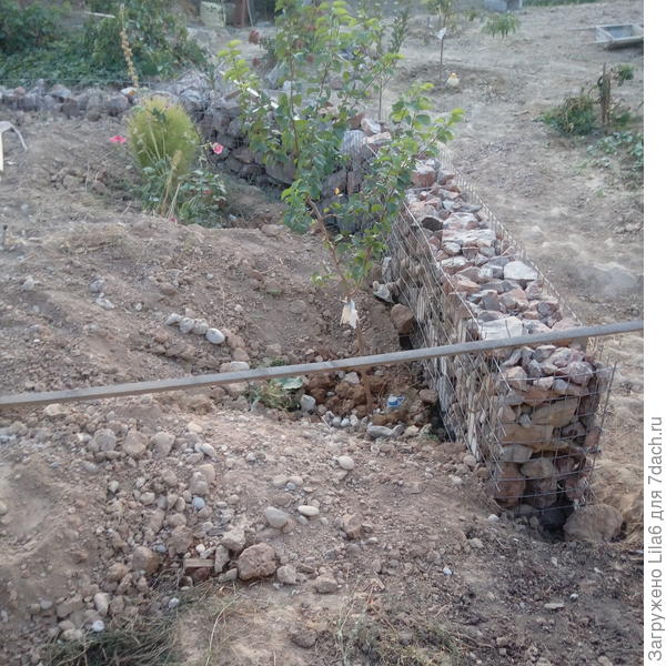 Жердела 3 летка , но сюда посажена этой весной.й