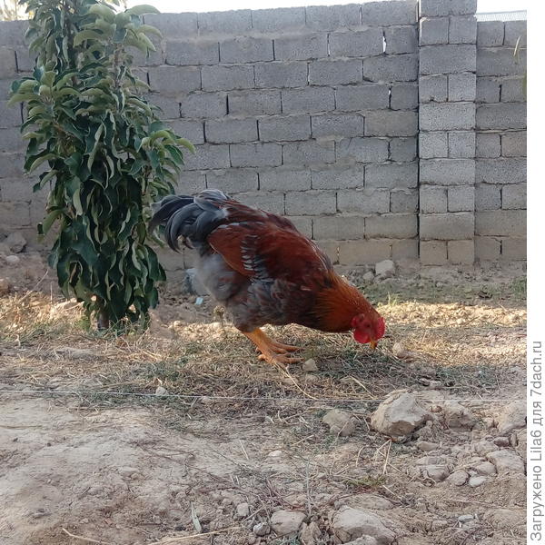 Ура!Шпоры &quot; прорезались&quot;!Т.е.здравствуй, Петя!))