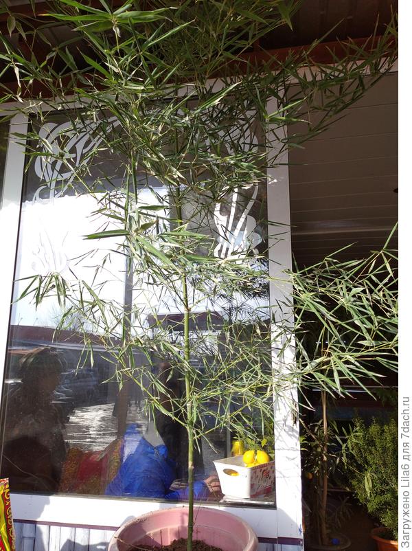 Спасибо заранее