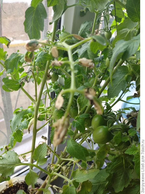 Добавляю фотографии.